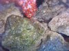 ID this 005.jpg