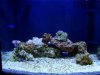 newcoral 001.jpg