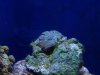 newcoral 002.jpg