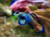 Synchiropus_splendidus_2_Luc_Viatour.jpg