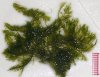 B480%20Bryopsis%20pennata%20300%20dpi%20web%20image.jpg