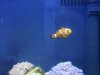 clownfish 003.jpg