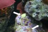 Reef picture 2.jpg