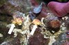 reef stuff 1.jpg