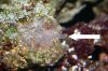 reef stuff 2.jpg