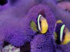 dsc05970_735.jpg