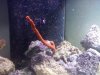 sponge rod long d!ck.jpg