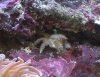 ID_crab_cropped.jpg