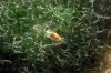 snail.jpg