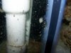 bugs 002.jpg