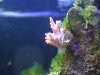 Soft coral.JPG
