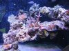 1557Tank_shots_269.jpg