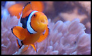 stonyreef