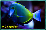 MAXreefer
