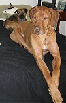 k9menace