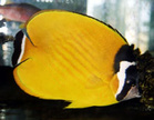 discusone