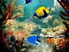 reeftankgirl
