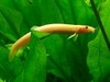 thefishbreeder