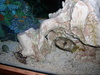 fishonly350g