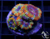 Aquarist