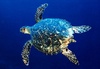 Marinebio25