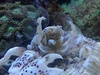 Onali reef