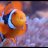 stonyreef