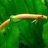 thefishbreeder