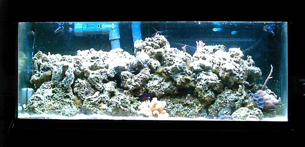 Here is my whole tank as of 8-2-05.  Still pretty empty.  that will change.