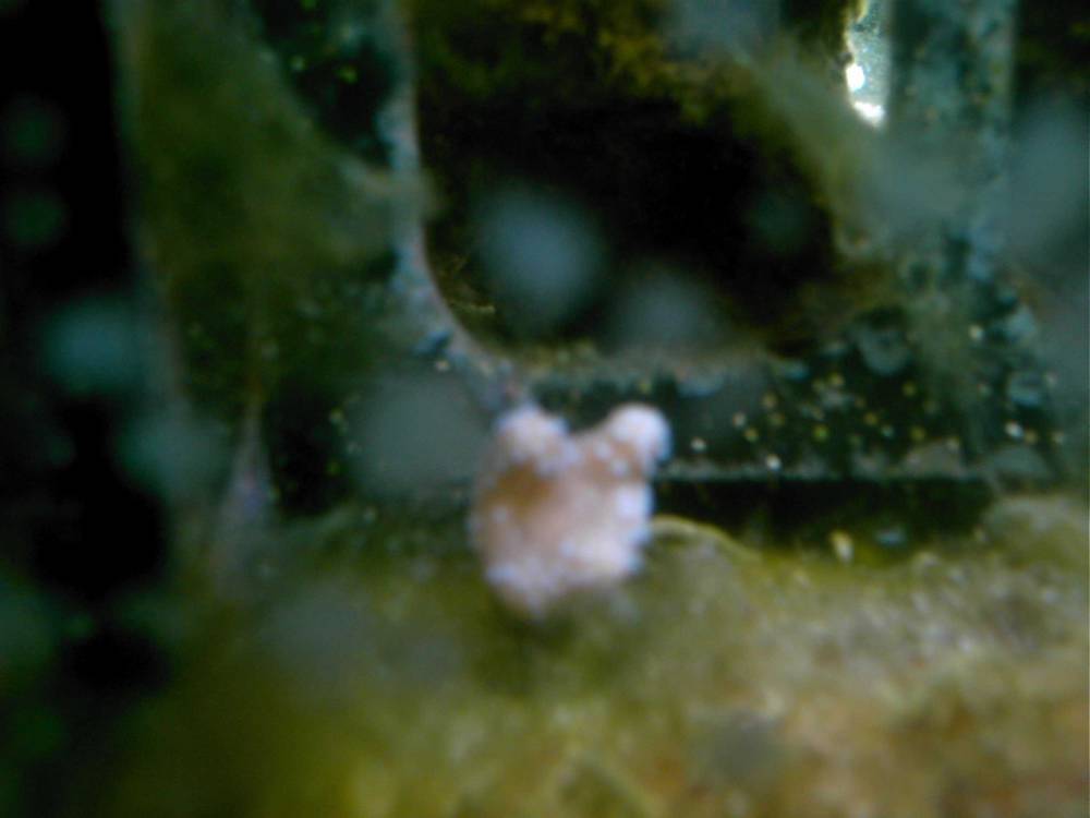 Here is my Devil hand coral.  I won it in the 3reef1000 raffle.  My punk emerald crab knotched it...