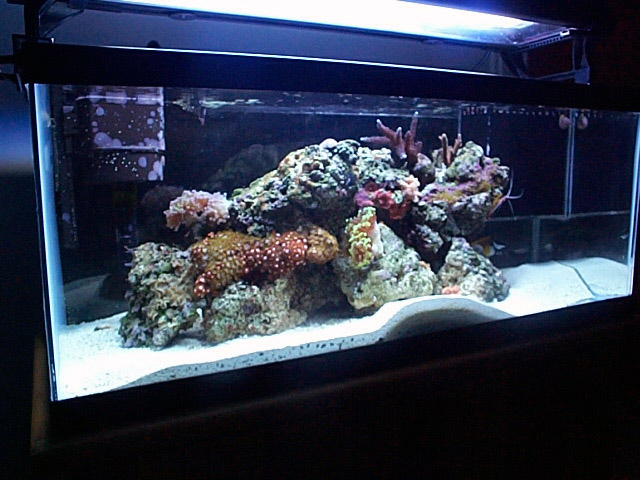 January 06 - Moved to living room, switched to Natures Ocean Aragonite sand and 130w PC light.