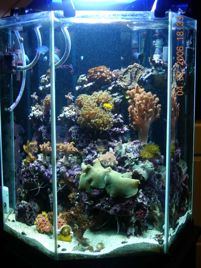 My 65 gallon hexagon reef.....