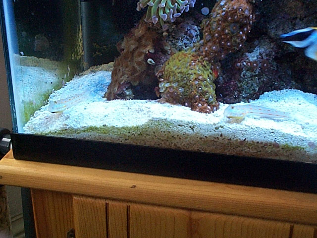 They sure act like a mated pair.