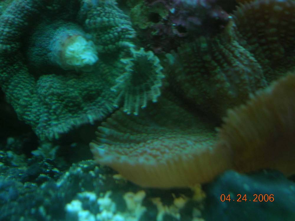 Shroom colony had this unidintified show up overnight