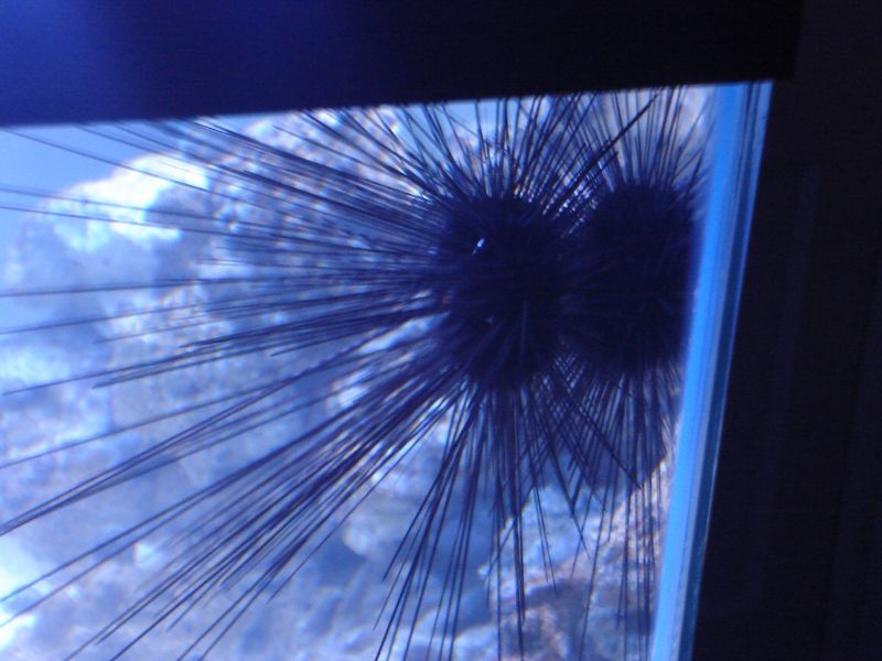 My 55 FOWLR- Long-Spined Urchin He's a Big One