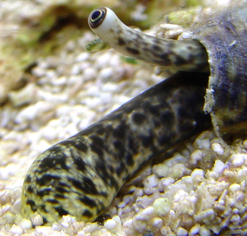 Large picture of my avatar, queen conch.