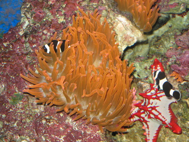 Ocellaris Clown: Black &amp; White with starfish