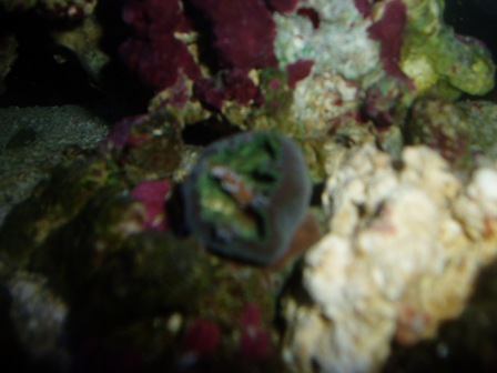 Green Bullseye Mushroom with issues