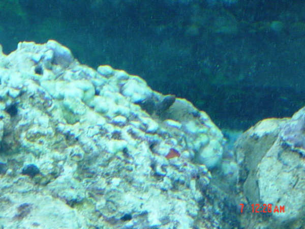 some type of stuff on rock