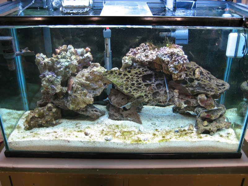 Heres a shot of my tank after a month. Algae had coverd over all the rocks in the tank but man the...