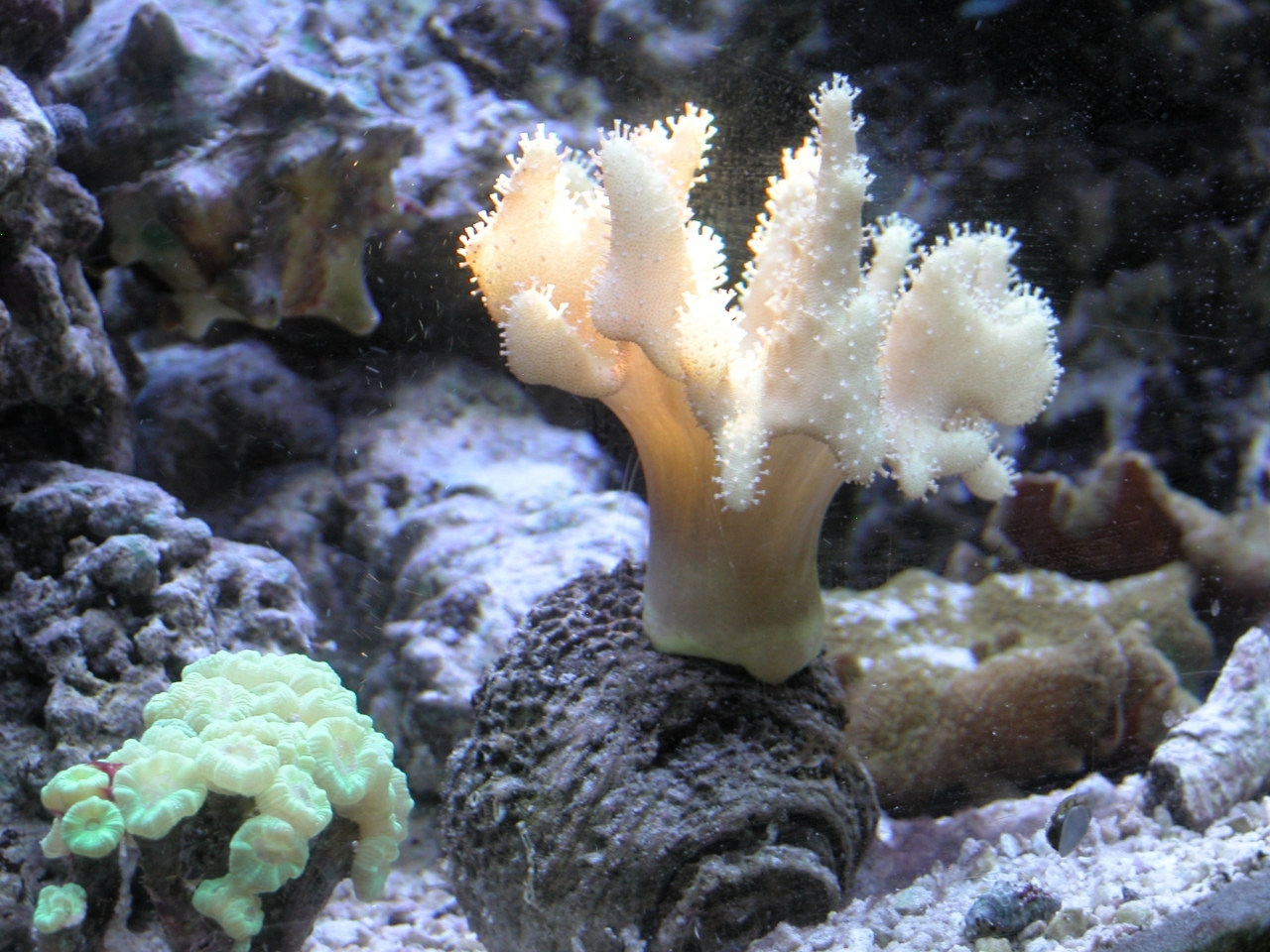 Devil's Hand Leather Coral   (Lobophytum sp.)