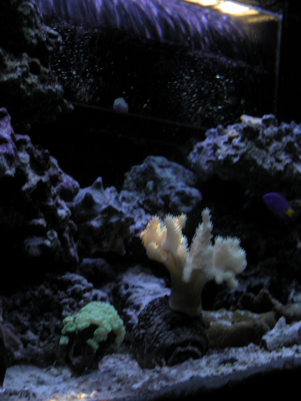 Devil's Hand Leather Coral   (Lobophytum sp.)<br />
<br />
Natural Light