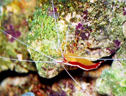 this is not my photo but i think it is really cool. look in the center of the mantle and you can...