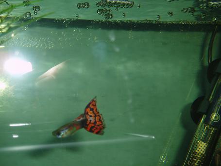 my guppy