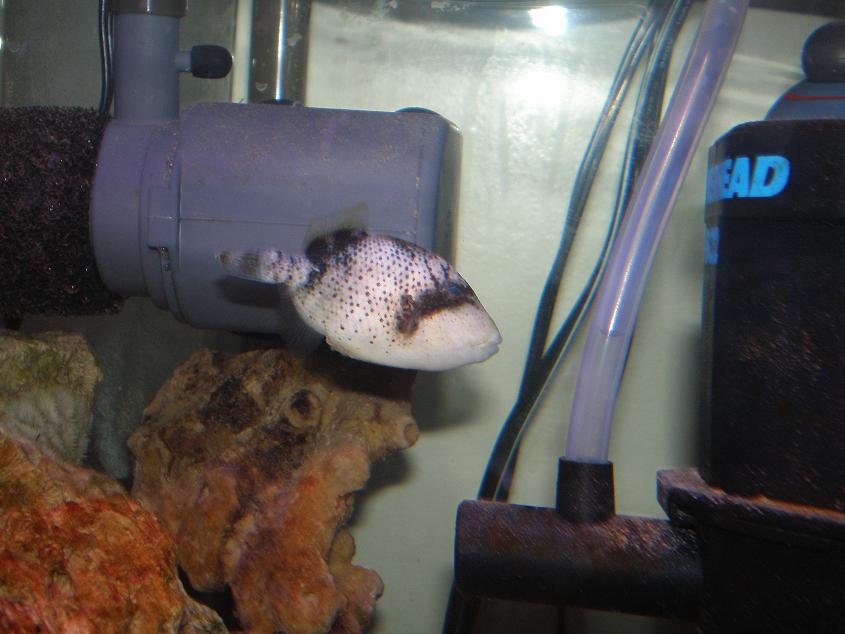 trigger what type ????