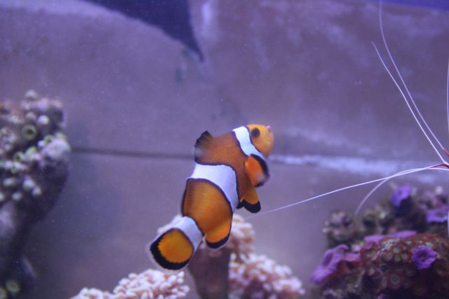 Ocellaris species or False Percula Clownfish