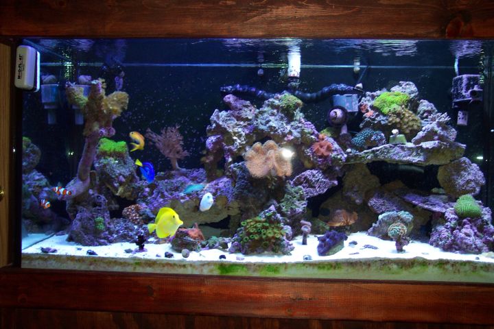 MY 90 gal after 4 months