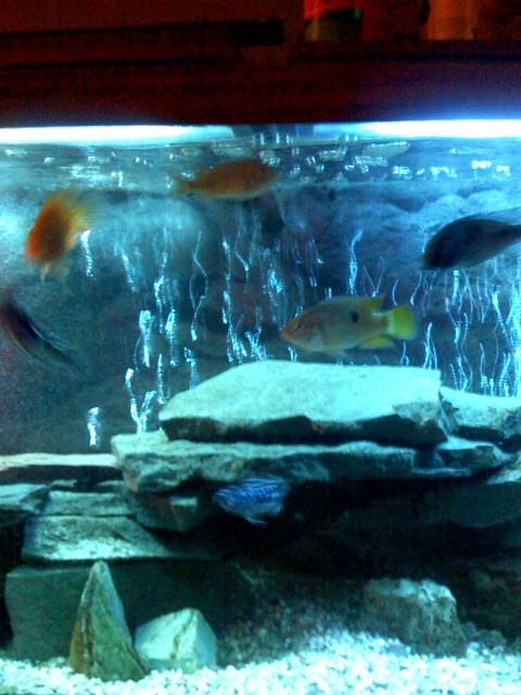 Another one of our passions, Malawi Cichlids..The Parrot Cichlid is along for the ride...