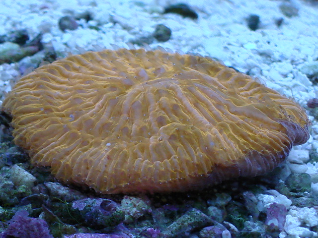 bright orange, big eater