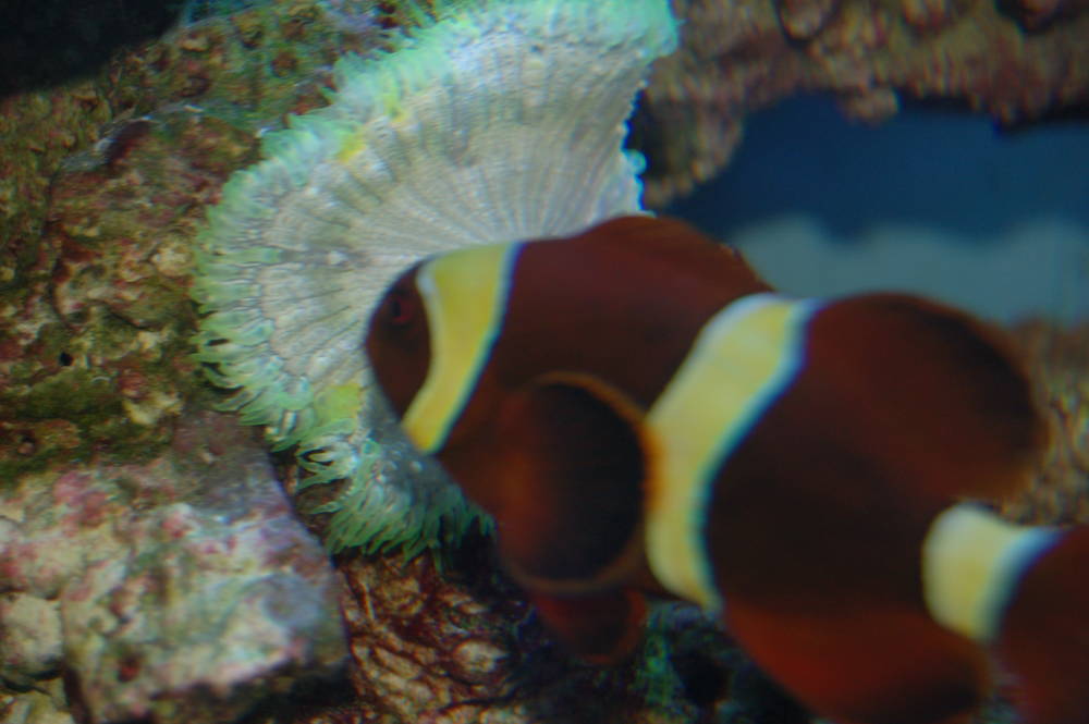 My clown will try to host with any kind of anemone.  It's tried a condylactis before, now...